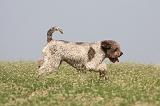 LAGOTTO 062